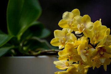 Orchideen Phalaenopsis exotische Blüten 