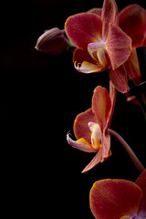Fototapeta na wymiar Orchideen exotische Blumen mit vielen Farben
