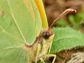Brimstone butterfly in a natural environment. Gonepteryx rhamni.