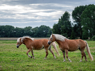 Free Haflinger Horse life at green meadow on Rügen island