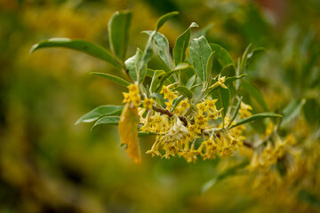 Orchideen exotische Blumen mit vielen Farben