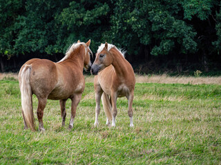 Naklejka na ściany i meble Free Haflinger Horse life at green meadow on Rügen island
