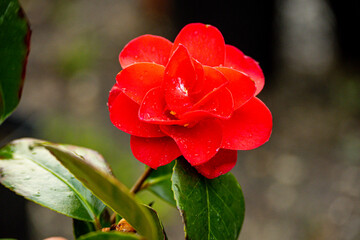 Orchideen exotische Blumen mit vielen Farben