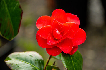 Orchideen exotische Blumen mit vielen Farben