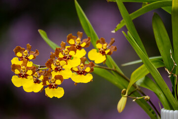 Orchideen exotische Blumen mit vielen Farben