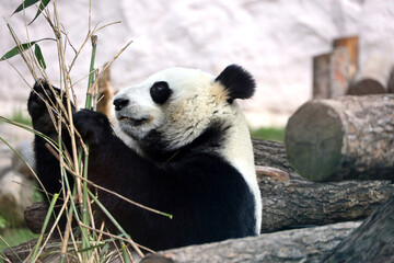 Panda eating shoots of bamboo in a zoo