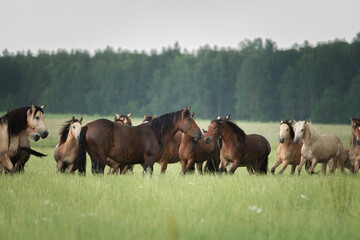 A herd of horses grazes on a field on a summer sunny day.
