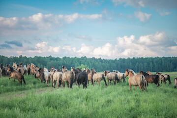 Naklejka na ściany i meble A herd of horses grazes on a field on a summer sunny day.