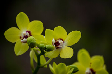Orchideen exotische Blumen mit vielen Farben