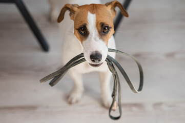Jack Russell Terrier dog sits under the table with a leash in his teeth and calls the owner for a...