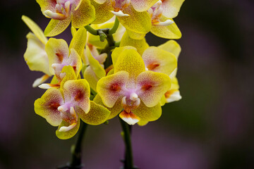 Orchideen Phalaenopsis exotische Blumen bunte Blüte
