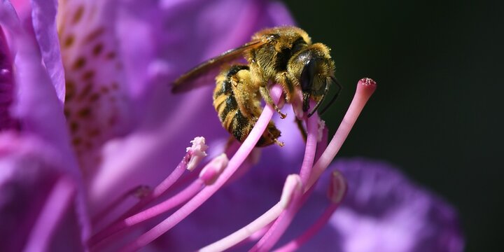abeille du jardin 19