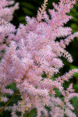 Pink small astilba flowers close-up. Delicate pink background blurred. selective focus