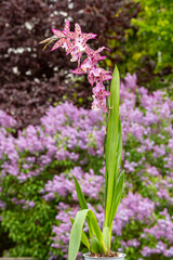 Orchideen Phalaenopsis exotische Blumen bunte Blüte