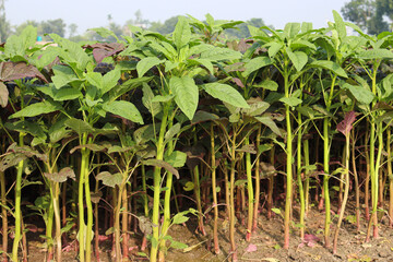 spinach farm for harvest and eat