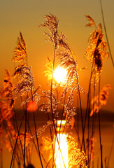 Sonnenaufgang im Schilf
