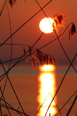Sonnenaufgang im Schilf