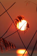 Sonnenaufgang im Schilf