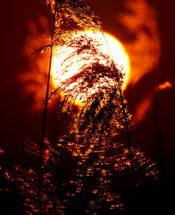 Sonnenaufgang im Schilf