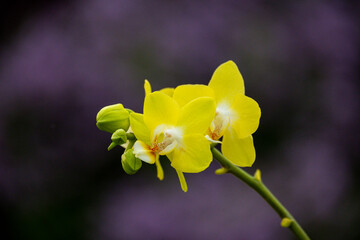 Obraz premium Gelbe Phalaenopsis-Blüte mit weißem Zentrum in Nahaufnahme