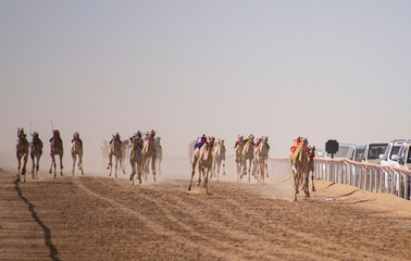 One of the challenges of Arab camel racing
