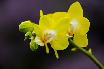 Fototapeta na wymiar Orchideen Phalaenopsis exotische Blumen bunte Blüte