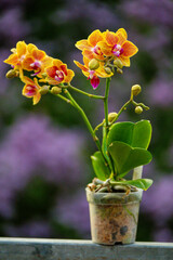 Orchideen exotische Blumen mit vielen Farben