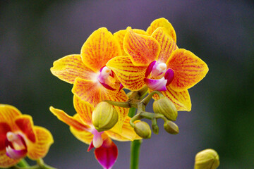 Orchideen exotische Blumen mit vielen Farben