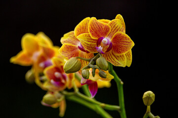 Orchideen Phalaenopsis exotische Blumen bunte Bl&uuml;te