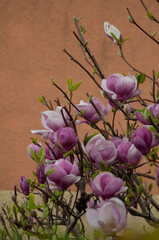 blooming magnolia on orange wall background
