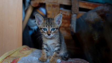 A little kitten, homeless cat sitting in the storage room looking at the camera.
