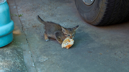 A little cat holds a large piece of bread in its mouth on the pavement.