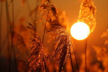 Sonnenaufgang im Schilf