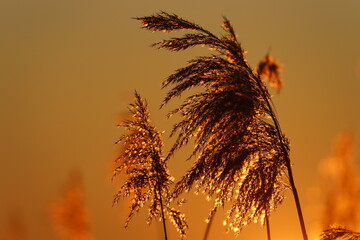 Sonnenaufgang im Schilf