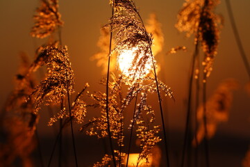 Sonnenaufgang im Schilf