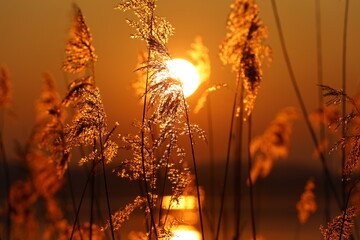 Sonnenaufgang im Schilf