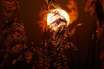 Sonnenaufgang im Schilf