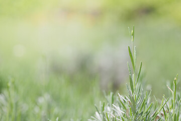 明るい光とラベンダーの新芽