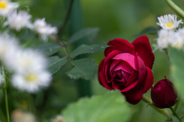艶めく赤いバラ　5月