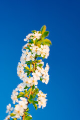 the branch of flowering cherry tree against a blue sky. 