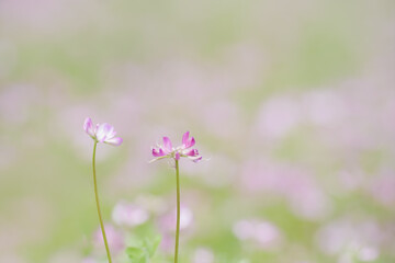 初夏のゲンゲ畑