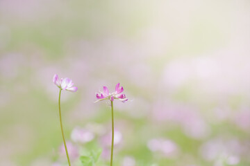 初夏のゲンゲ畑
