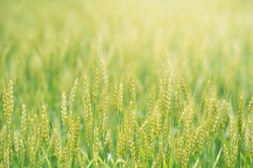 初夏の晴れ間の光と小麦