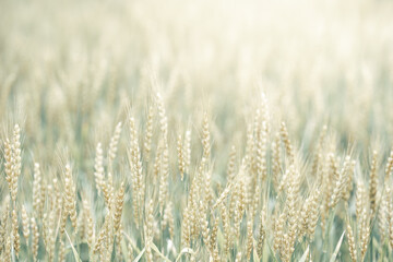 Fototapeta premium 初夏の晴れ間の光と小麦