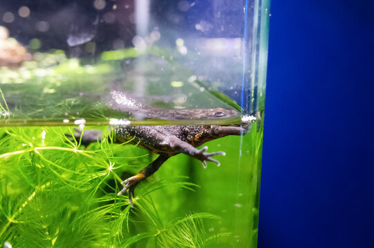 Crested newt swimming in aquarium with green hornwort