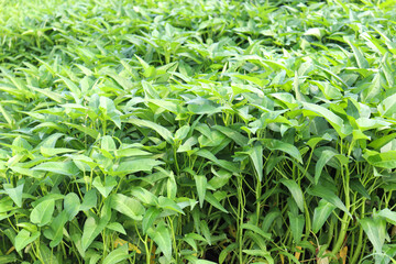 water amaranth farm for harvest