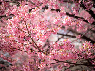 Obraz premium 新宿御苑の桜