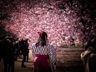 Fototapeta na wymiar 新宿御苑の桜