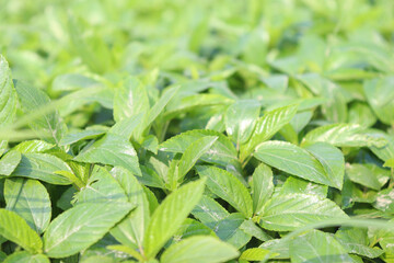 green color jute farm on field