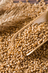 Uncooked bulgur wheat seed. Background and texture.